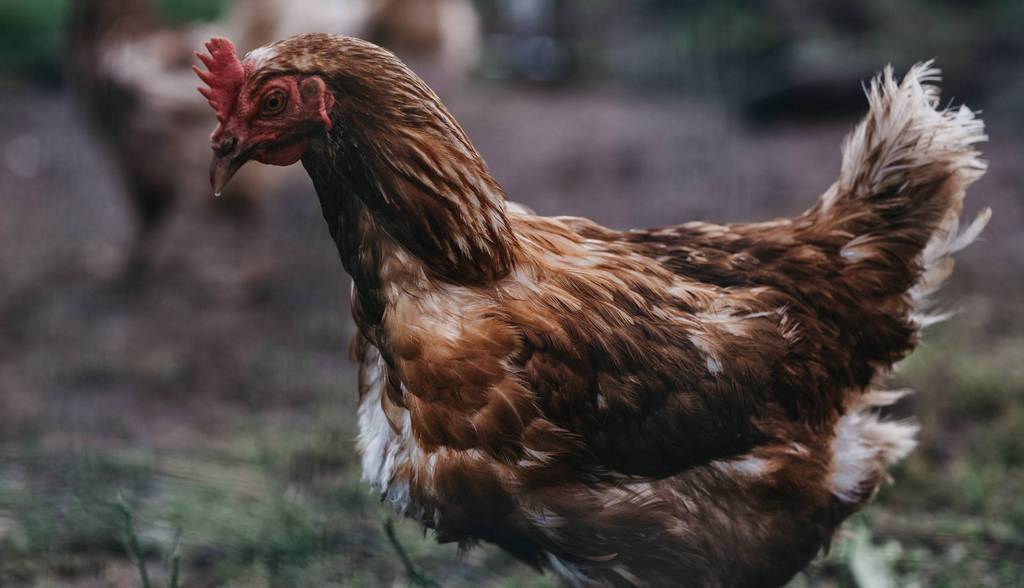 Chicken at the Naturhotel Molzbachhof (c) Heldentheater