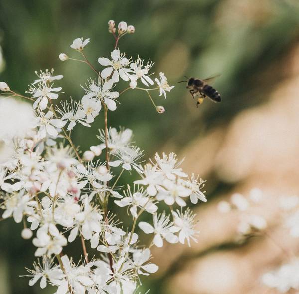 Biological diversity in the paradise garden at the 4* Naturhotel Molzbachhof