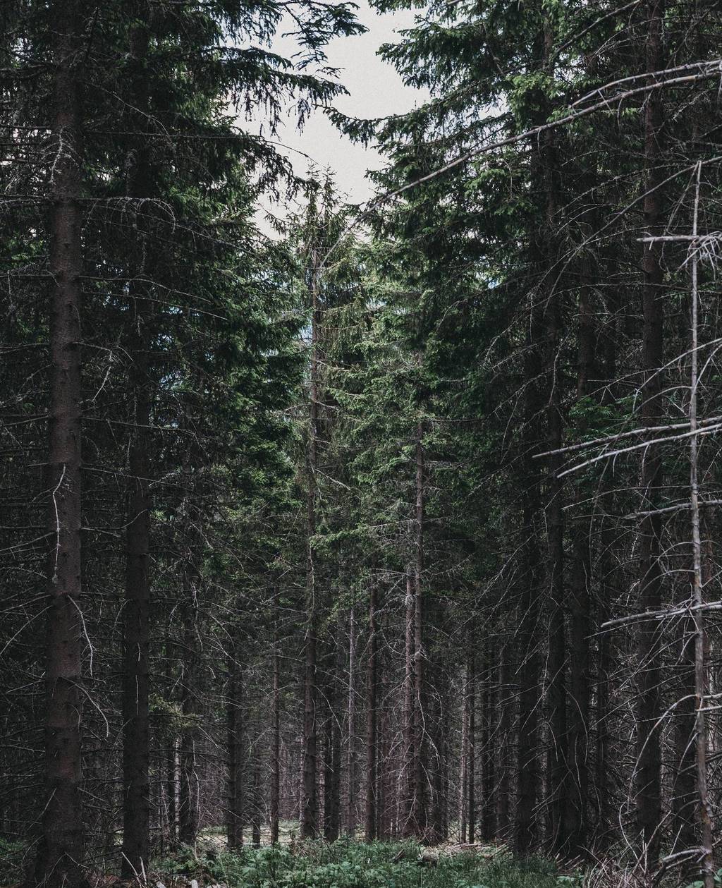 Forests around Kirchberg am Wechsel