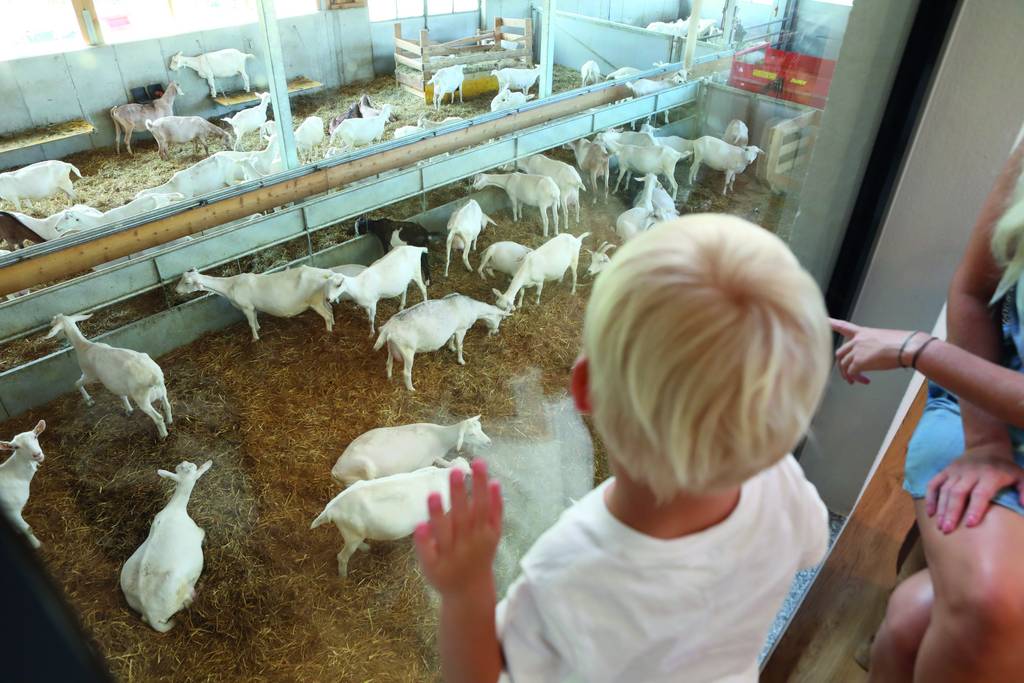 Viewing goats near the Naturhotel Molzbachhof (c) Mandls Ziegenhof.