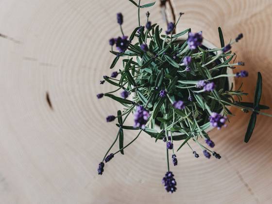 Decoration in the wellness area of the Molzbachhof